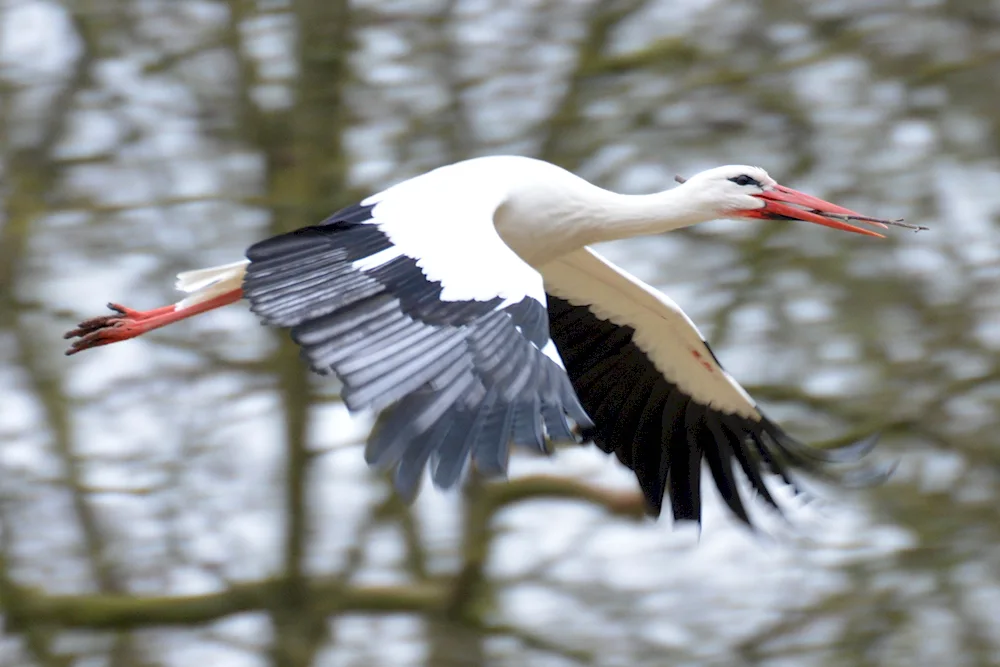 White stork