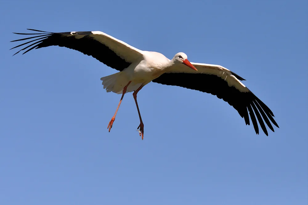 White stork bird