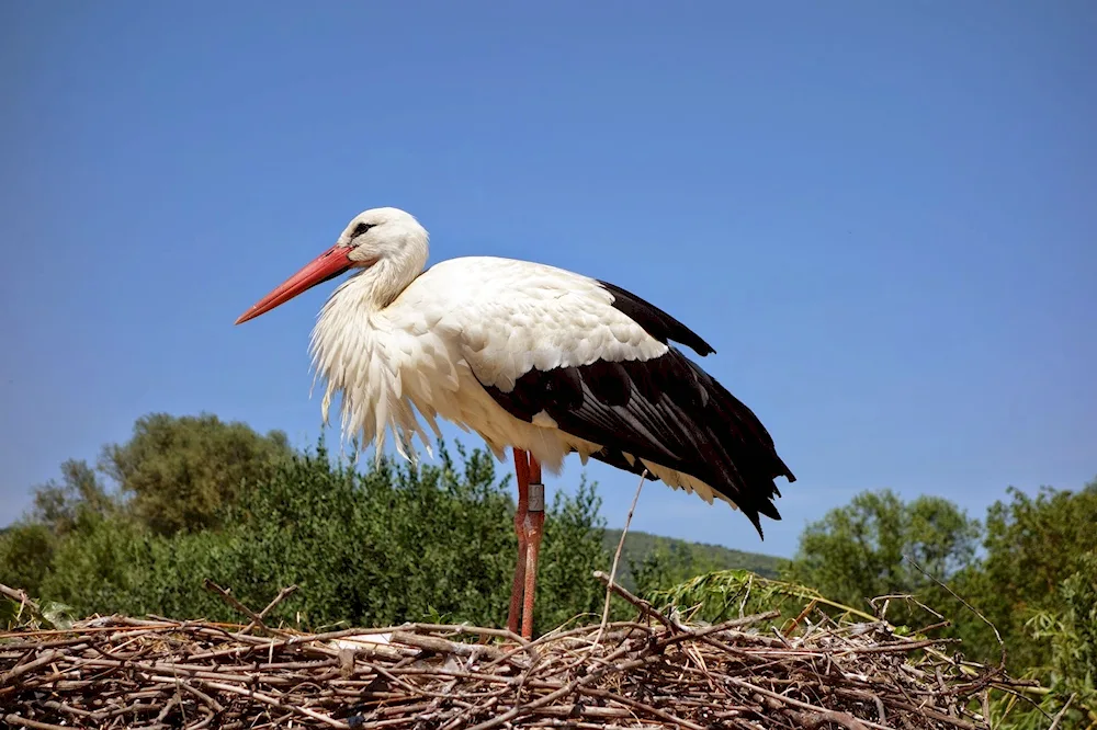 A stork