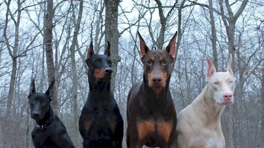 White Doberman