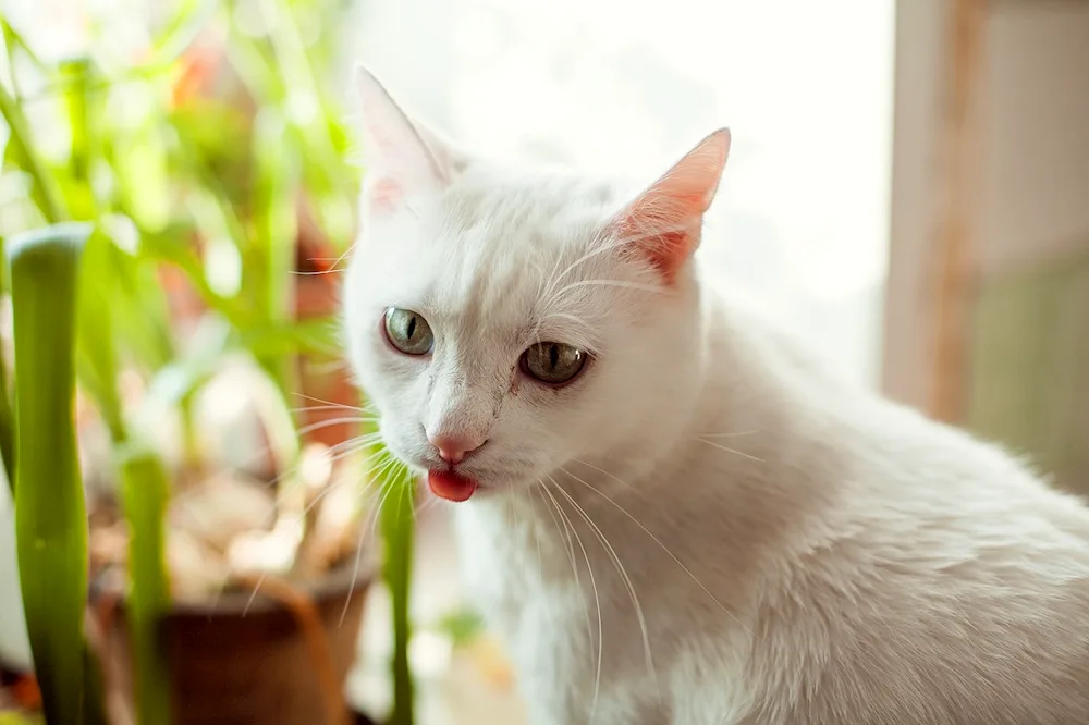 White smooth-haired cat