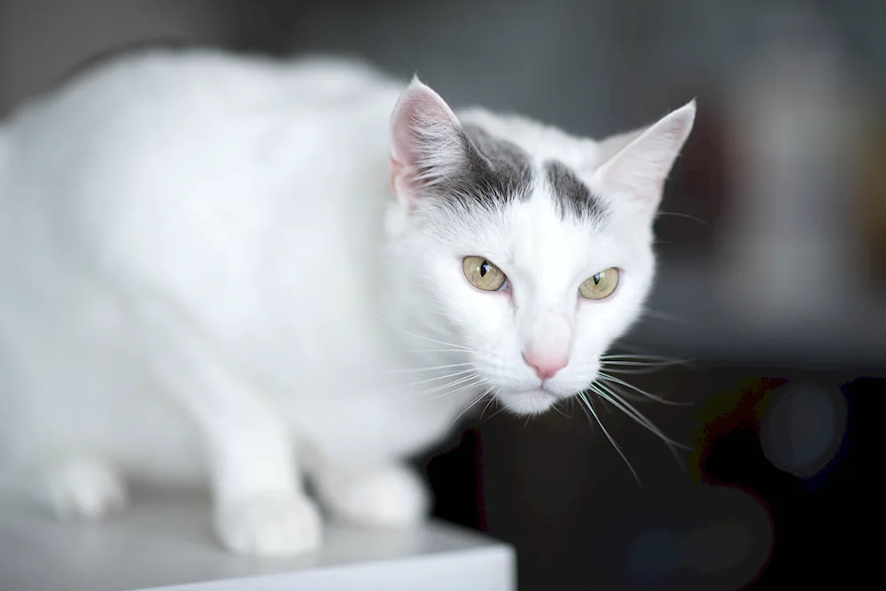 White smooth-haired cat