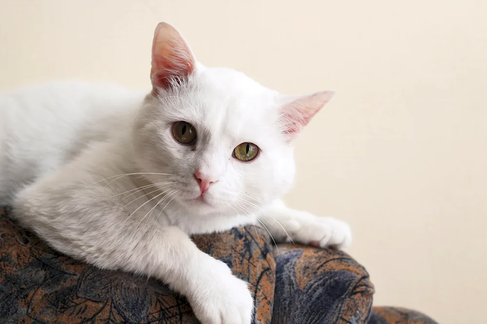 White smooth-haired cat