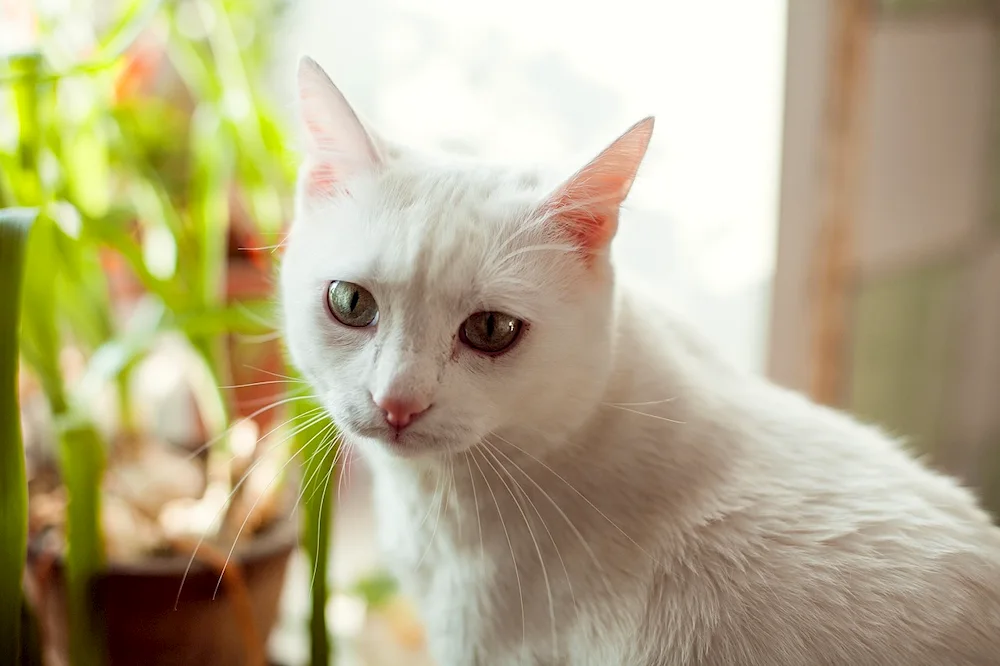 Albino cat breed