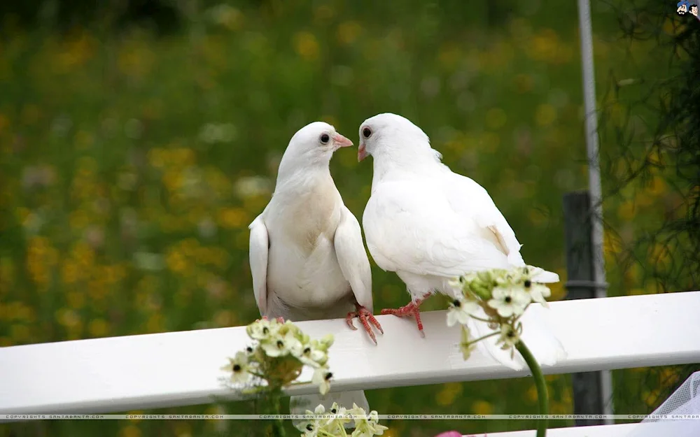 White Dove