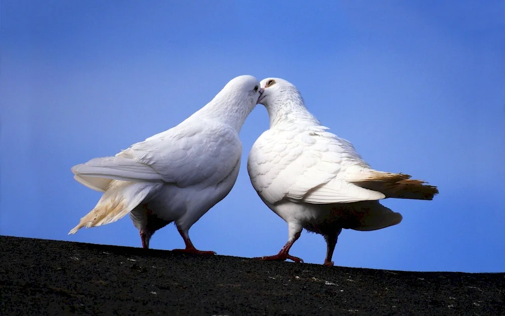 White Dove