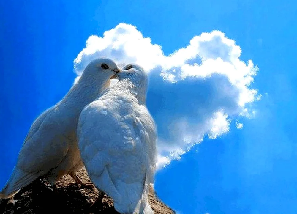 Beautiful Doves