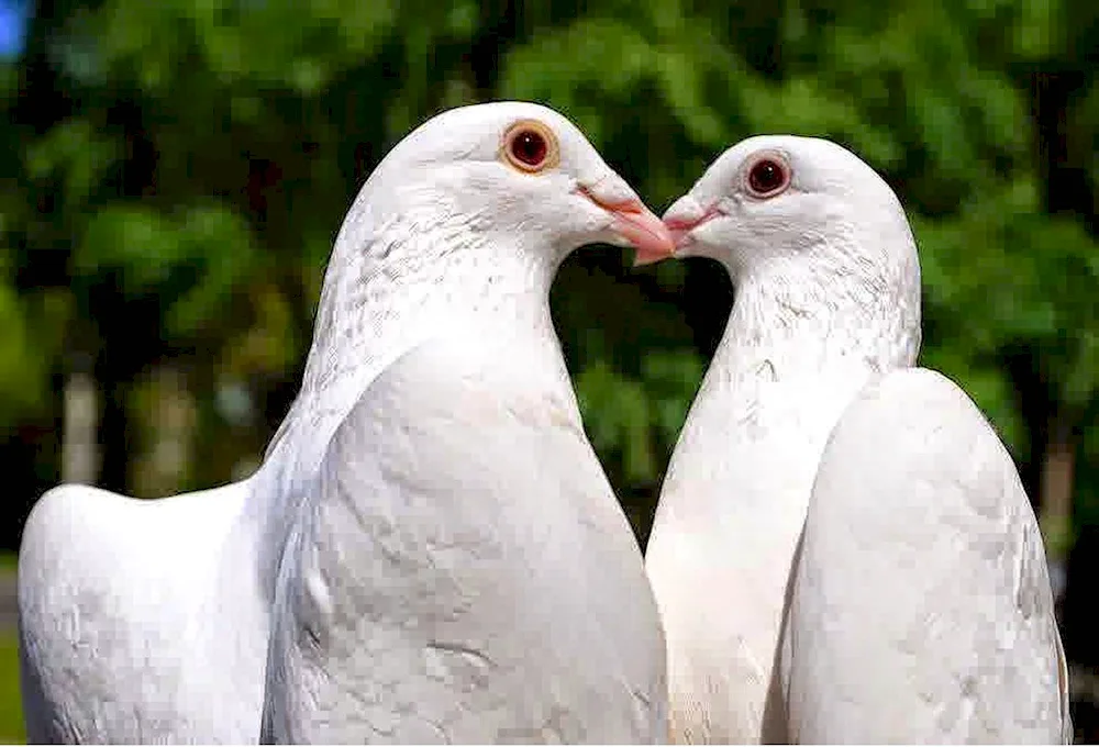 White Doves pigeon