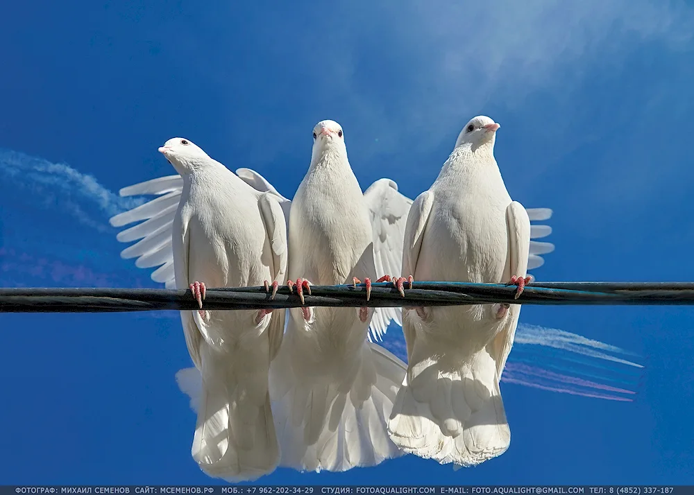 White dove