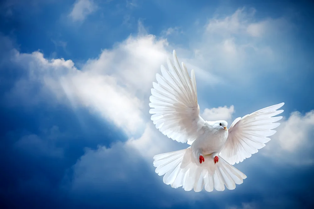 Doves of the world