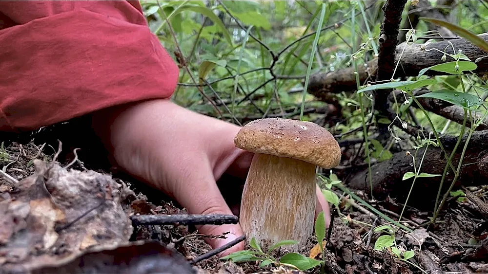 White mushroom