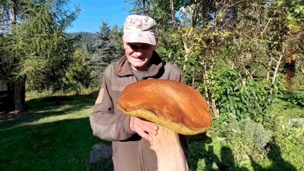 Pauitinnik purple mushroom