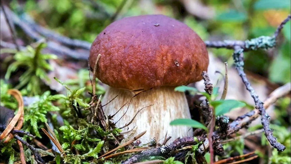 White mushroom or Borovik