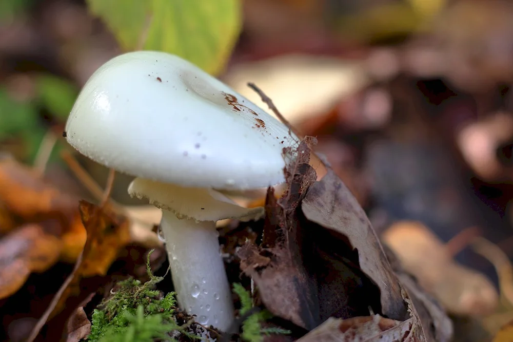 Mushrooms of the champignon family