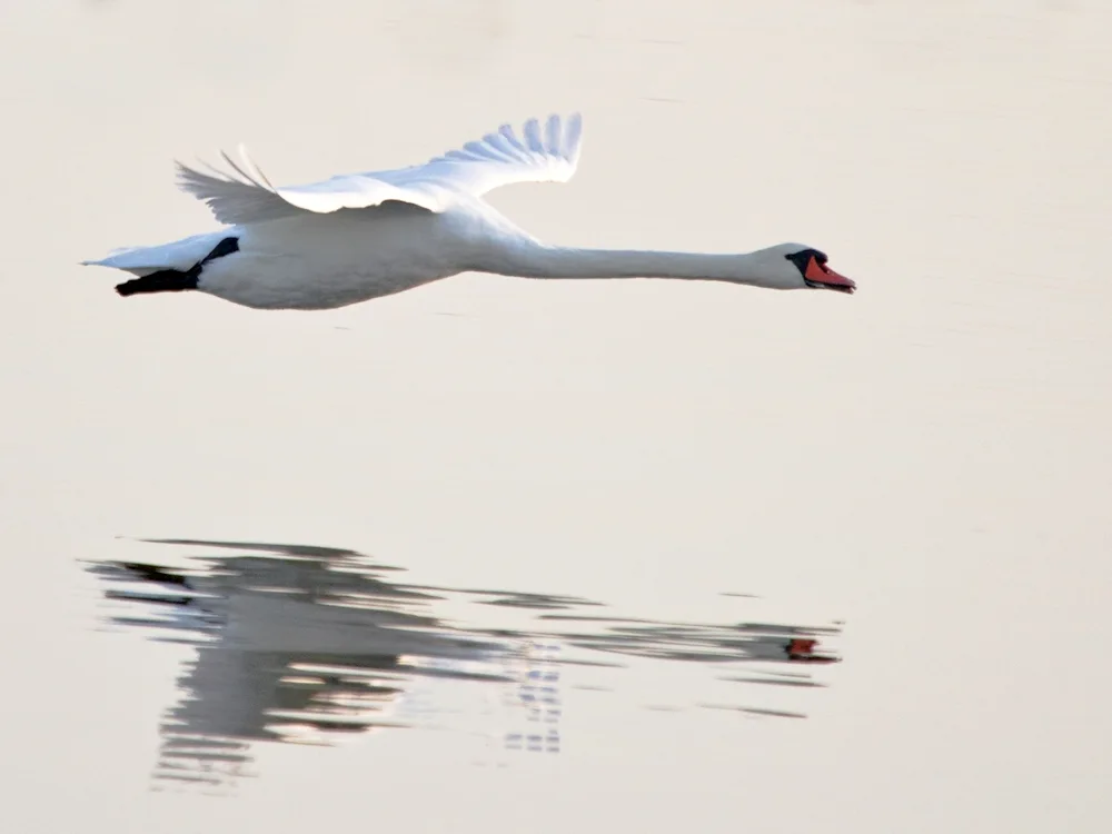 Swan bumphead spreading Wings