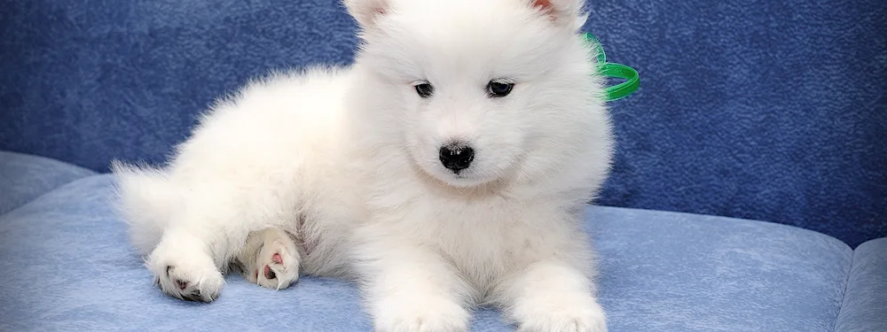 Japanese Dwarf Spitz