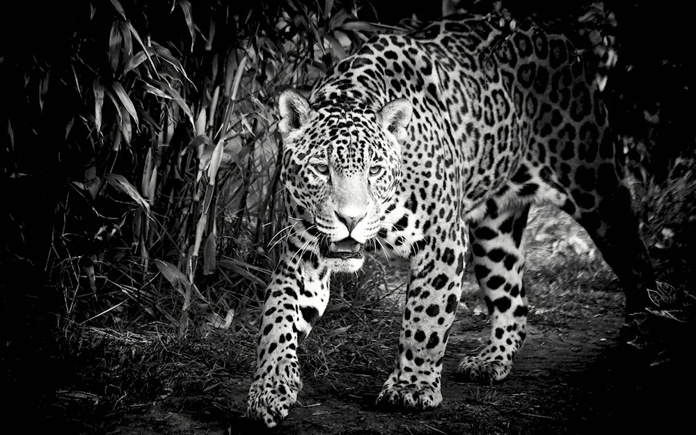 White Jaguar animal