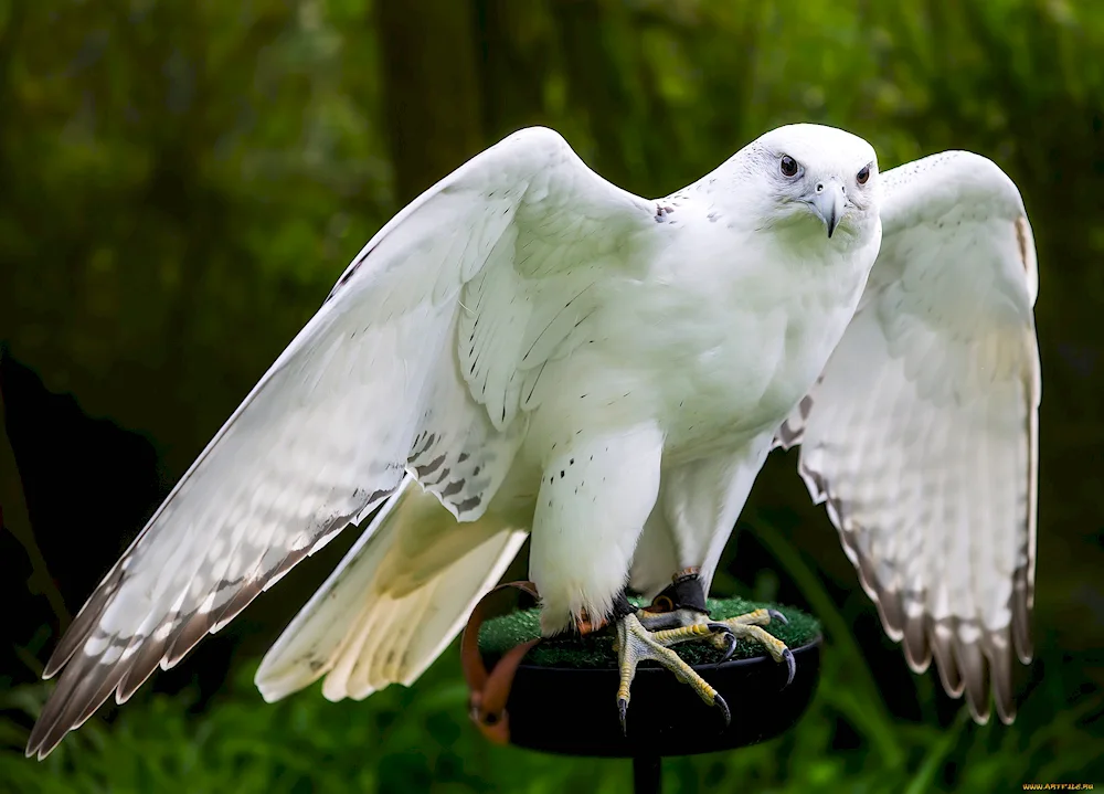 White Hawk Gyrfalcon