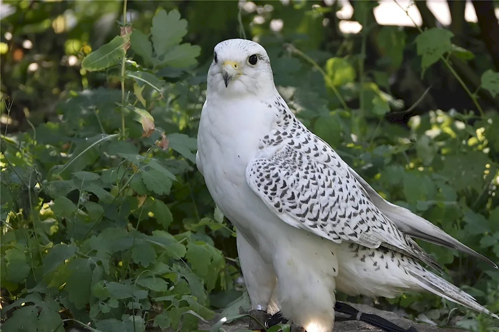 White Hawk Grouse