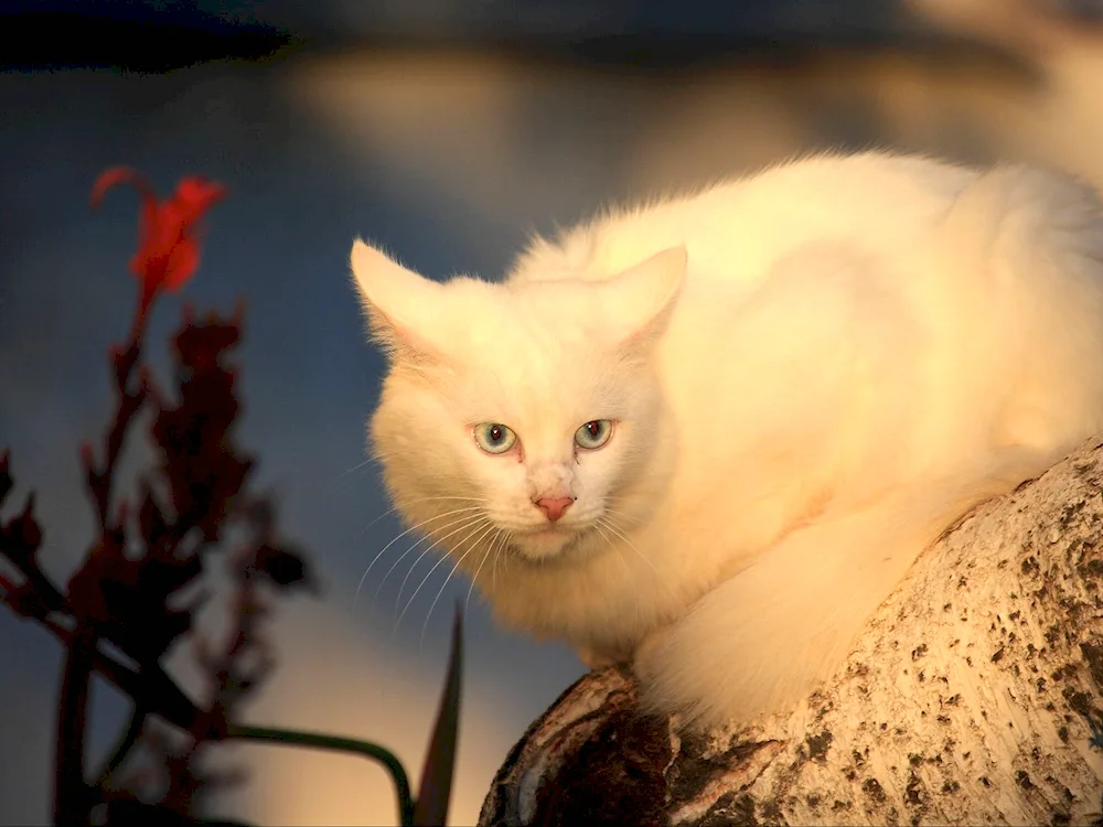 Persian chinchilla Wilfred