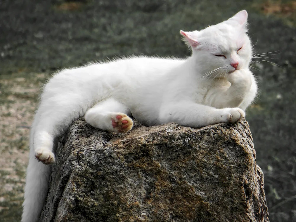 White cat