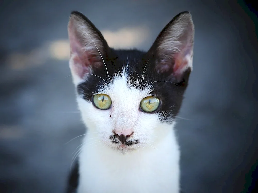 Devon rex white