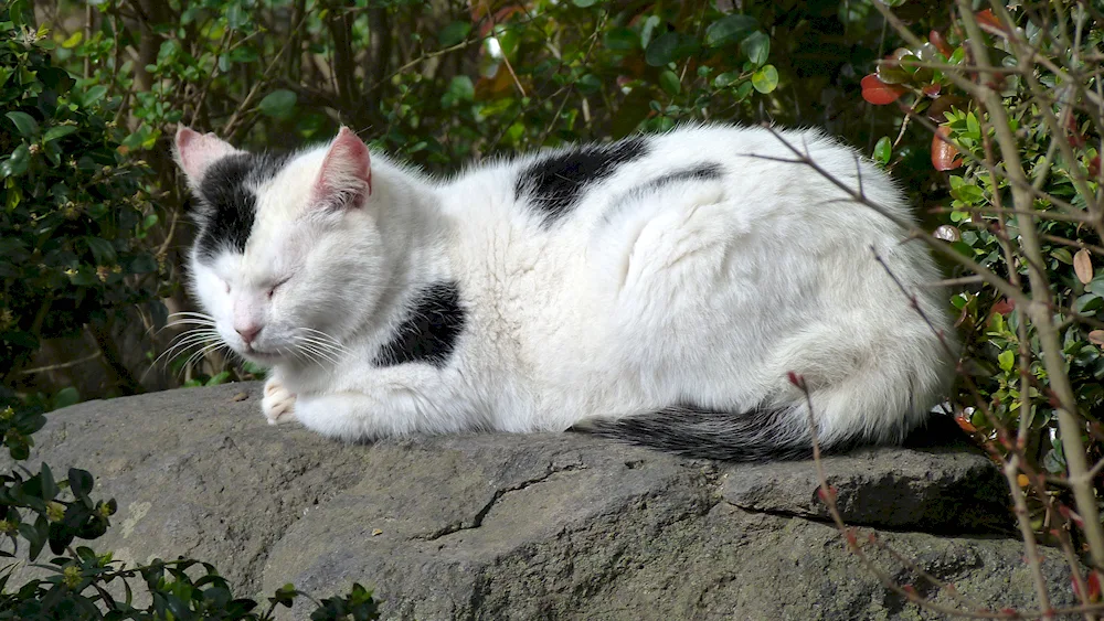 White cat with black spots