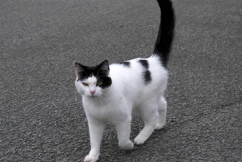 Siberian bicolour shorthair cat