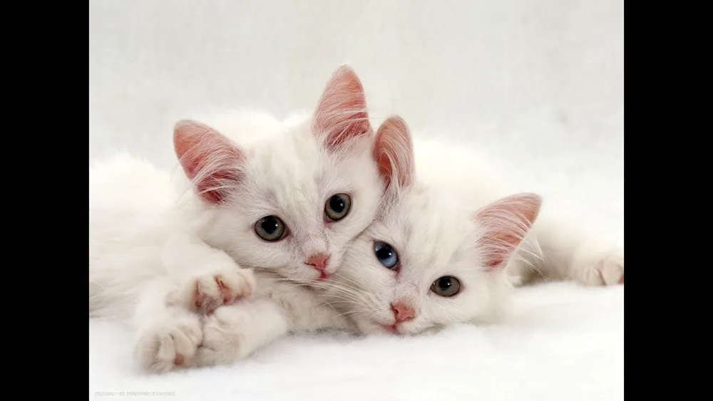 White kittens kitten