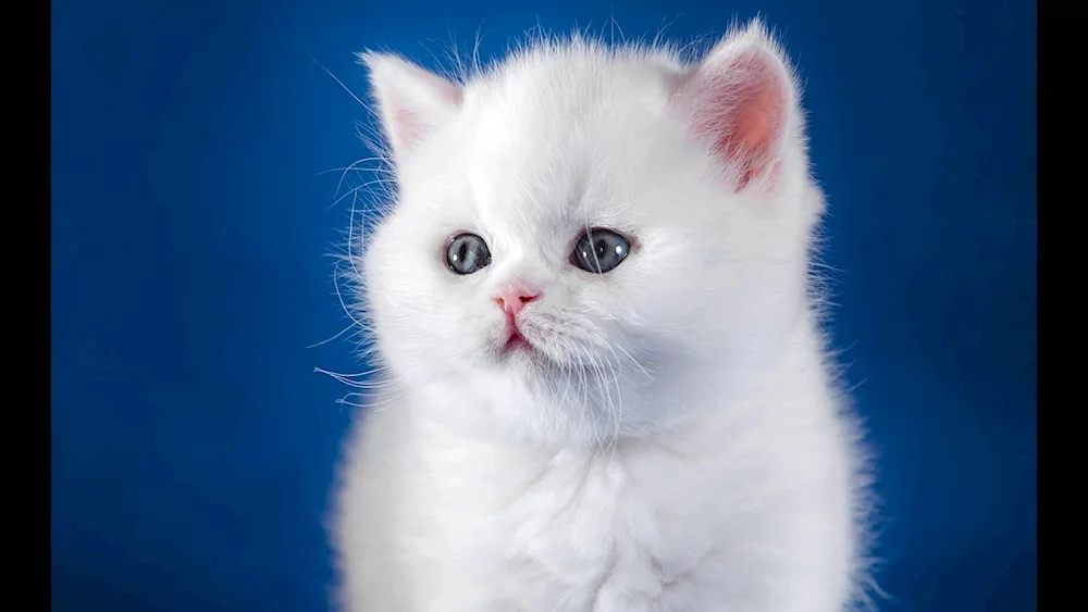 White kitten