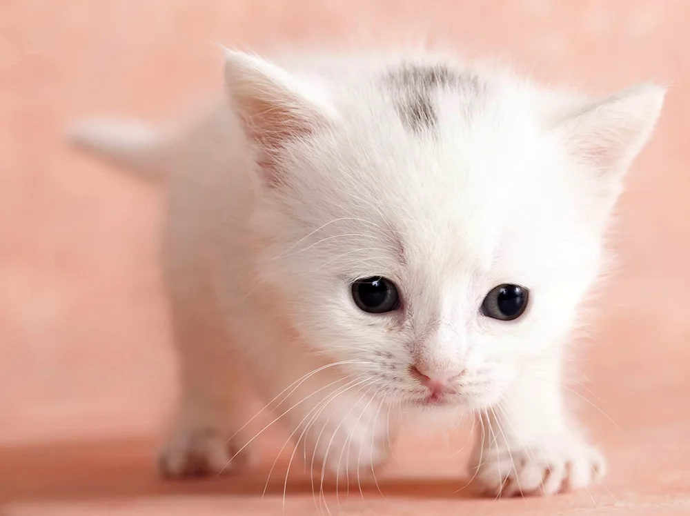 Angora cat