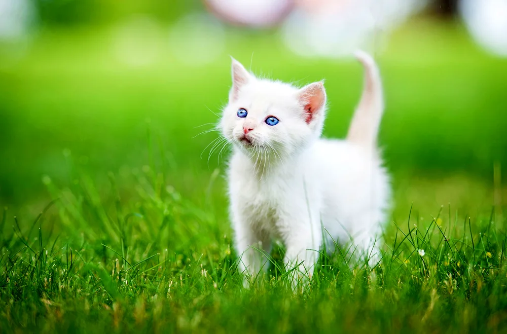 Persian angora cat