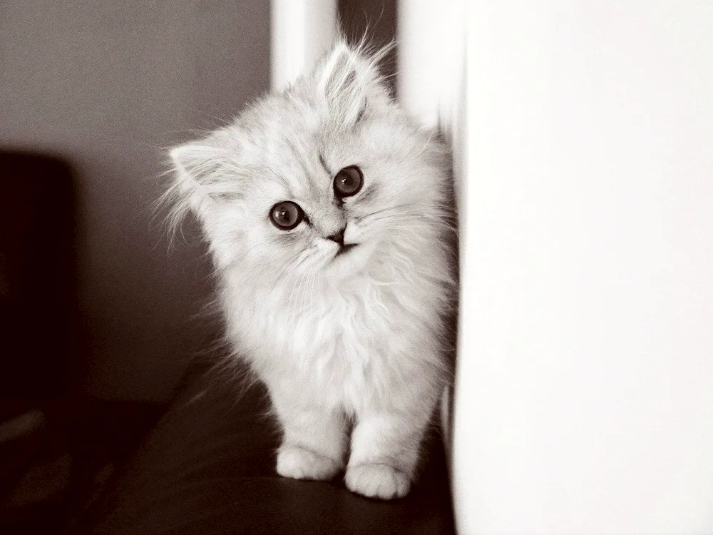 Norwegian longhair cat