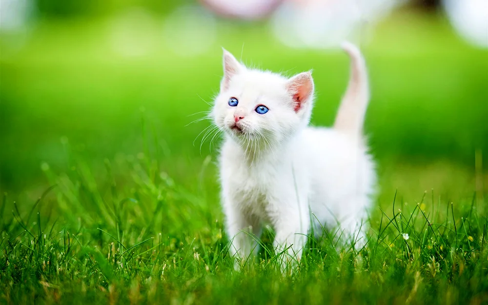 White kitten