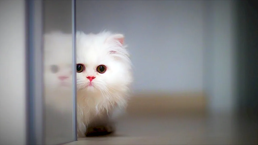 White kitten