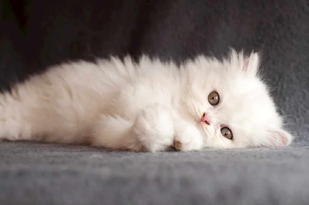 Persian angora cat