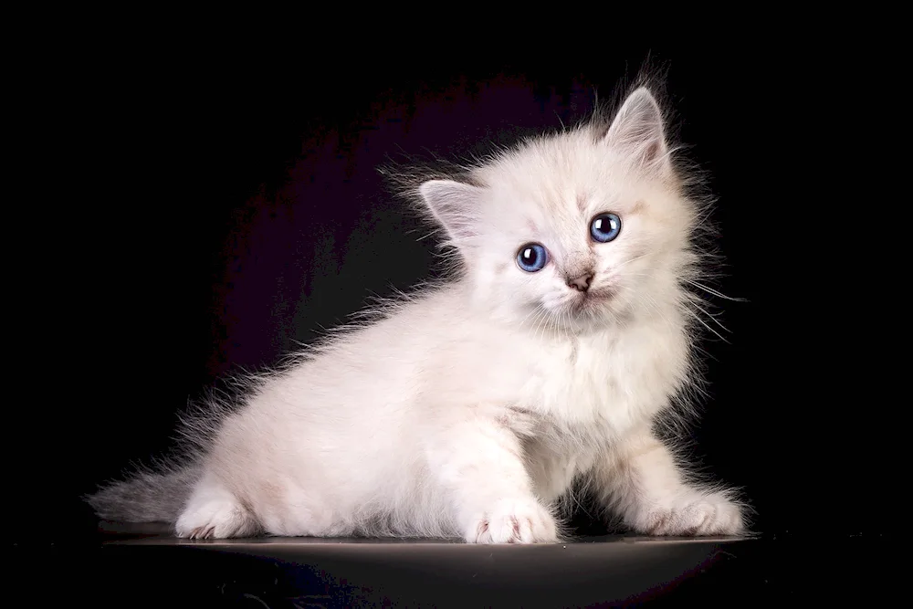 Persian angora cat