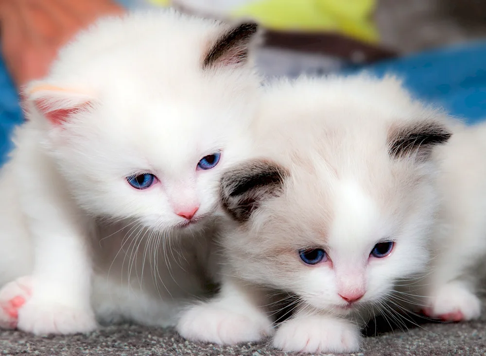 Turkish Angora lop