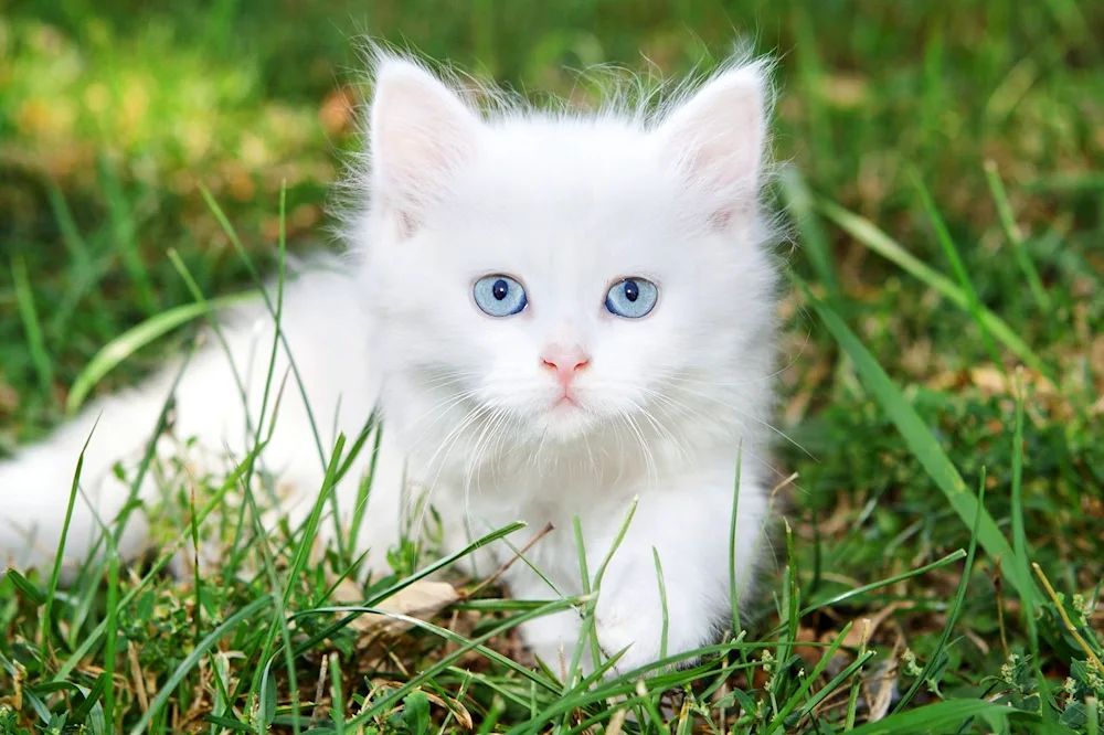 Persian chinchilla cat