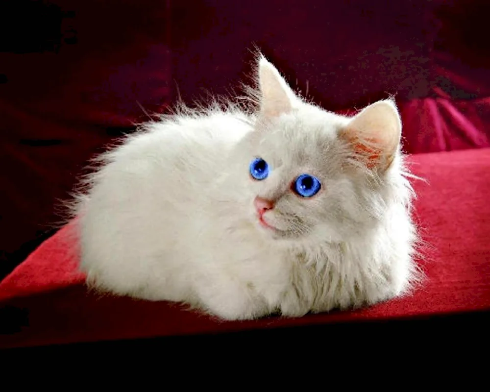 White kitten