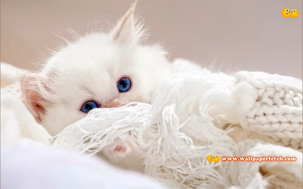 Siberian Angora cat