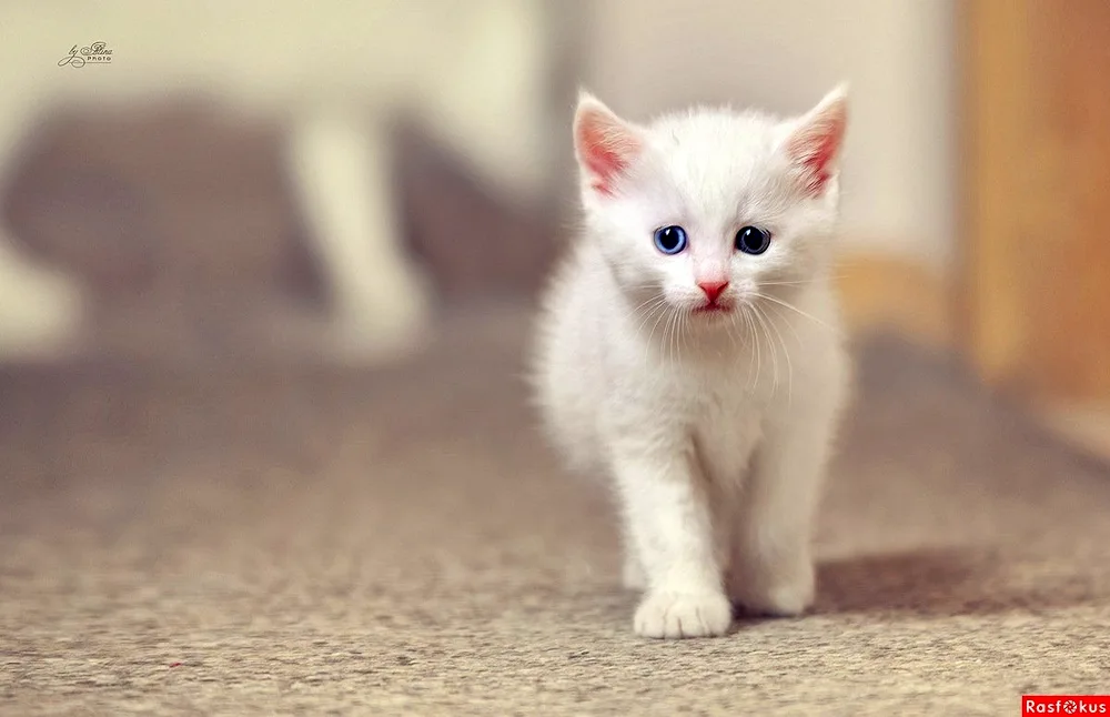 Persian cat white