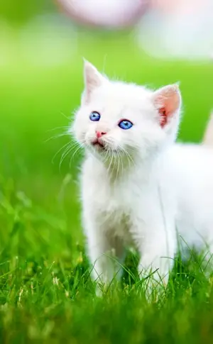 White kitten