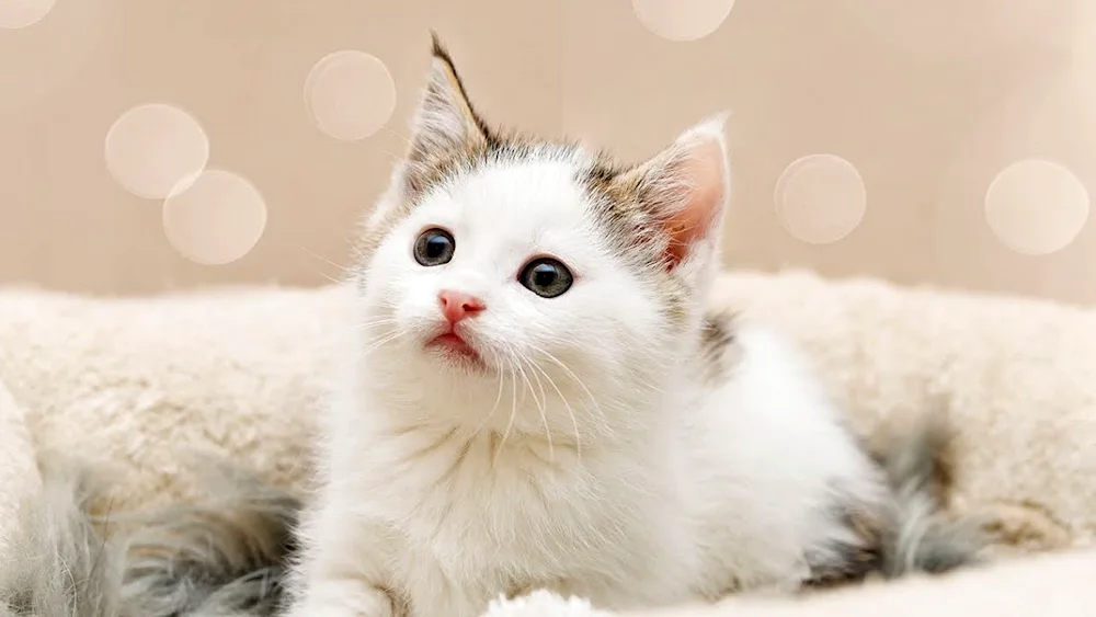 White kitten