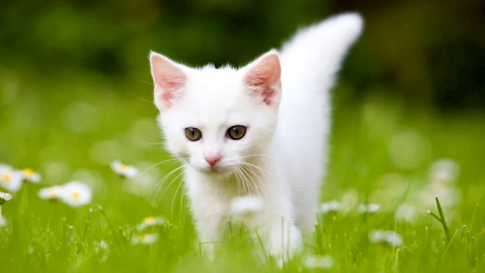 White kitten