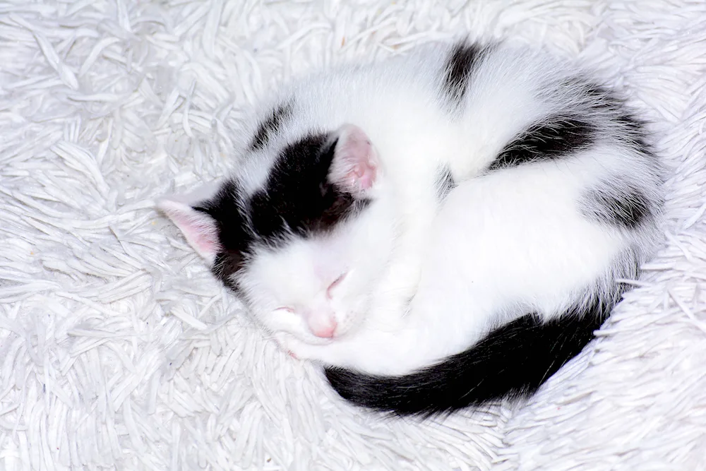 White kitten with black spots