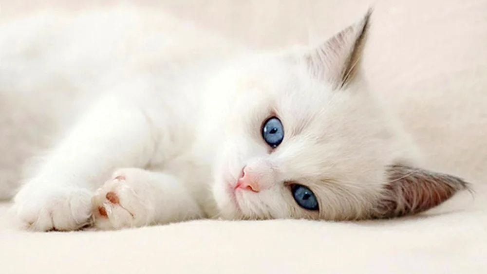 White cat