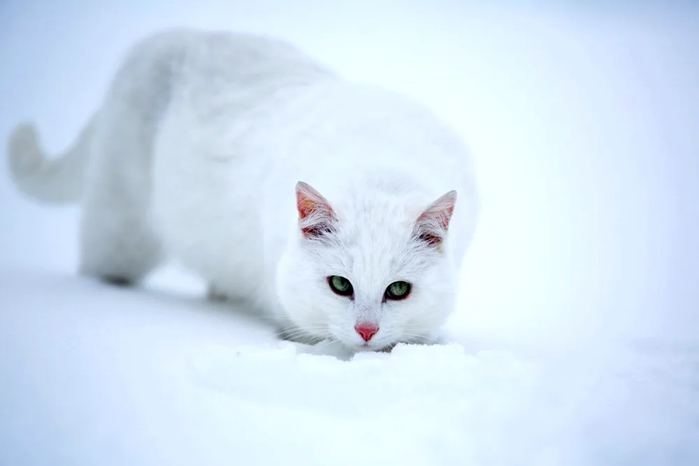 White cat