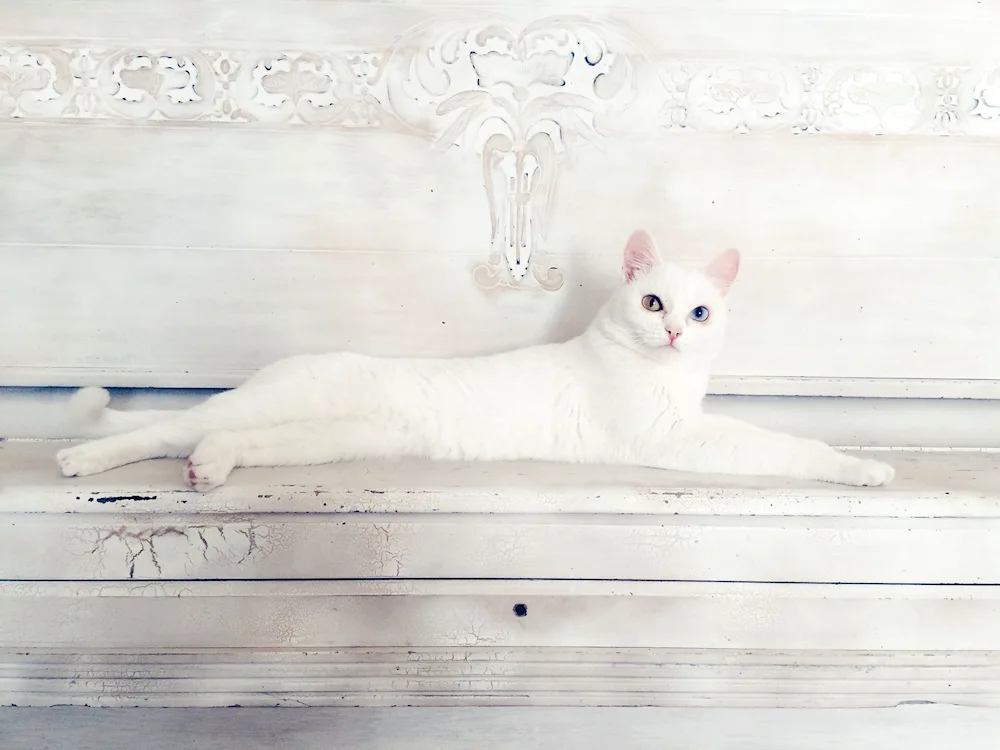 White cat