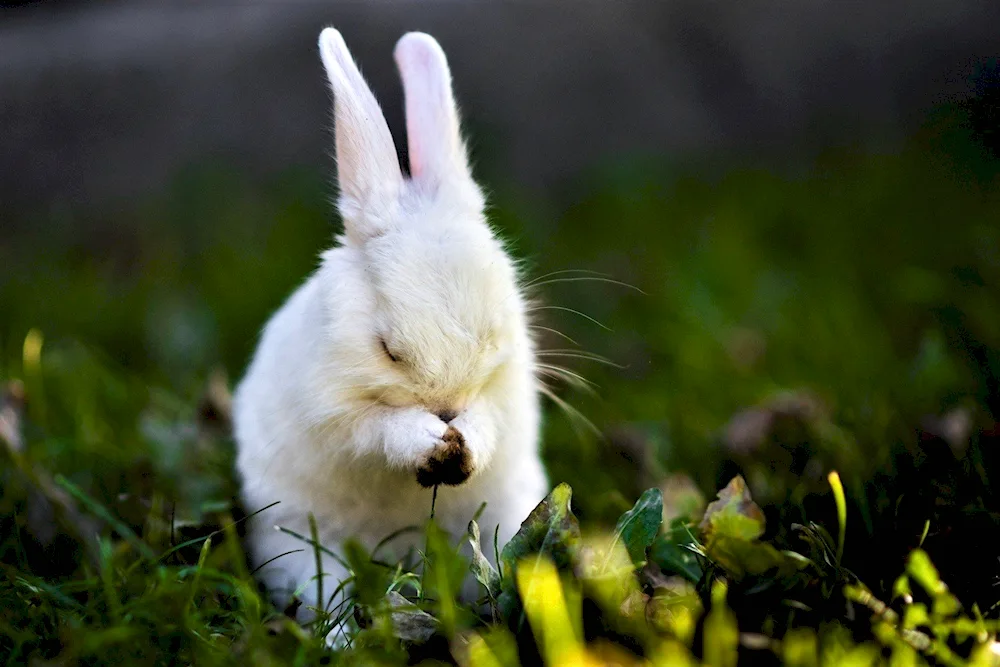 Hare on the hind legs